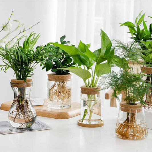 Hydroponic Glass Vase